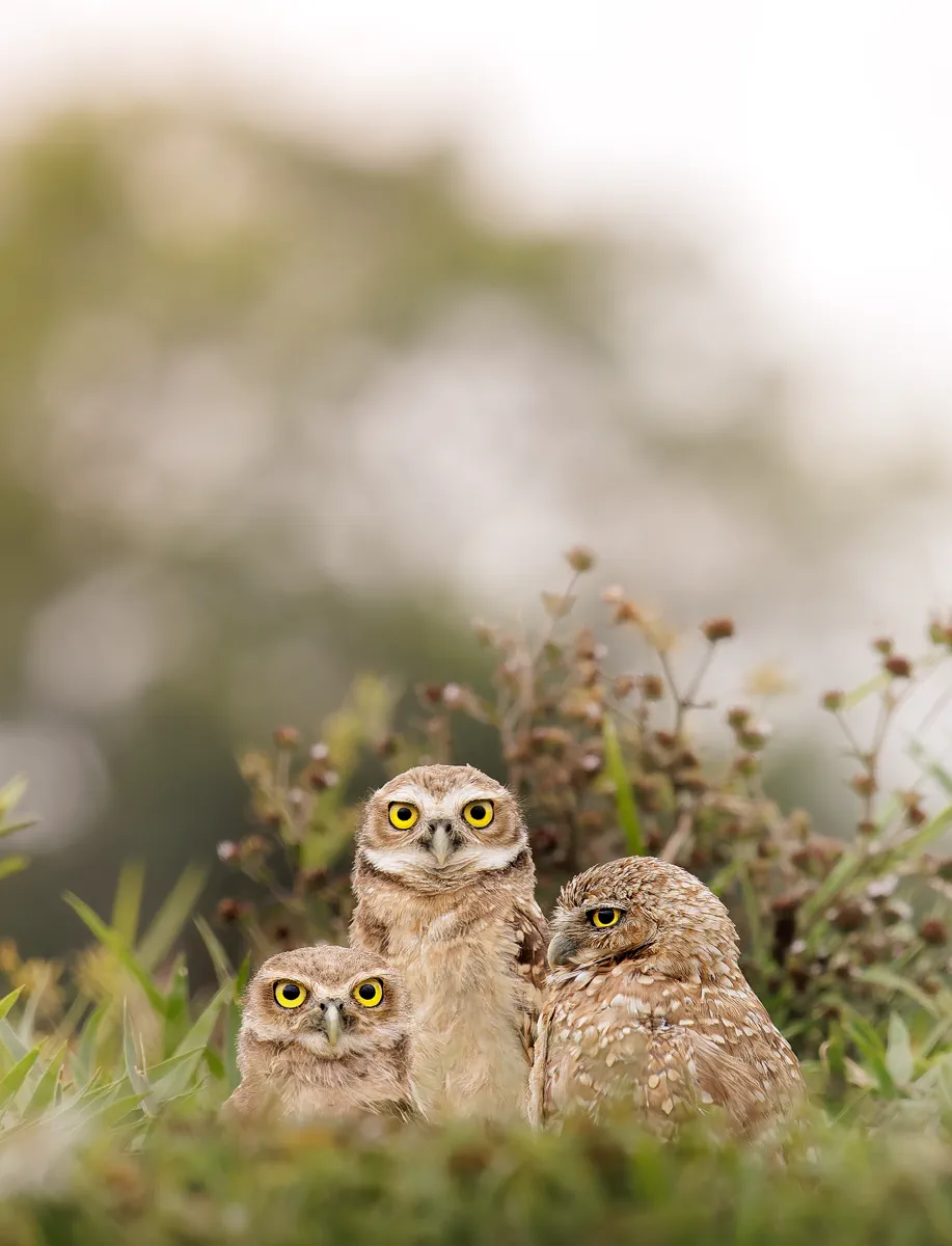 B&uacute;hos de pradera