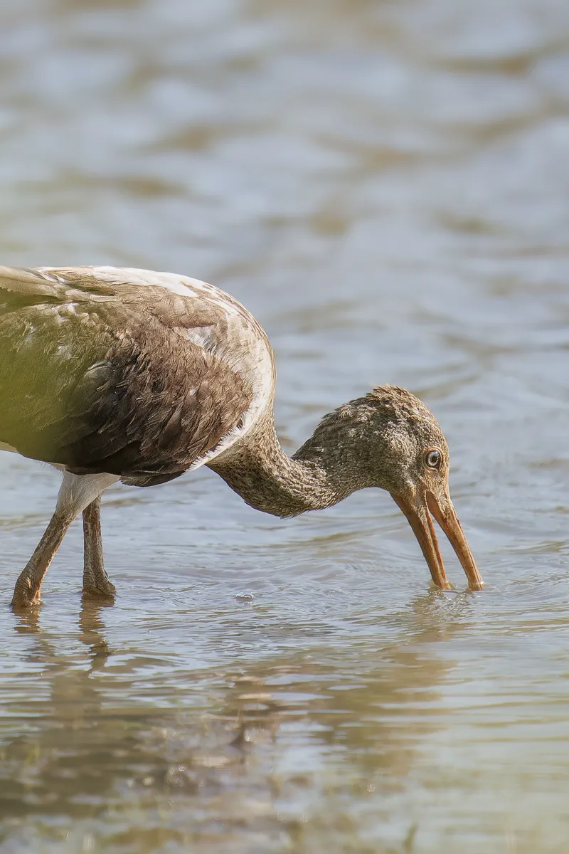 Visita el Hato