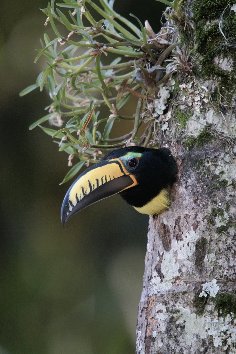 Avistamiento de aves