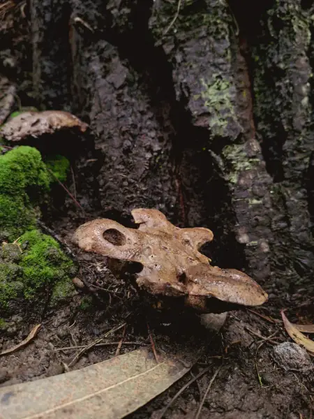 Hongos silvestres en los senderos de El Nido